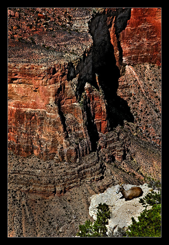 Mountain Goat - Nature
