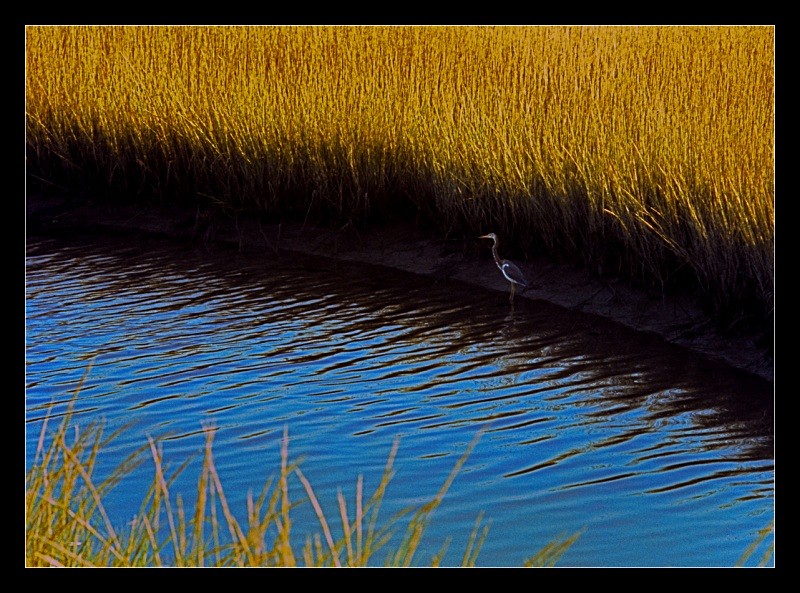 Blue Heron - Nature