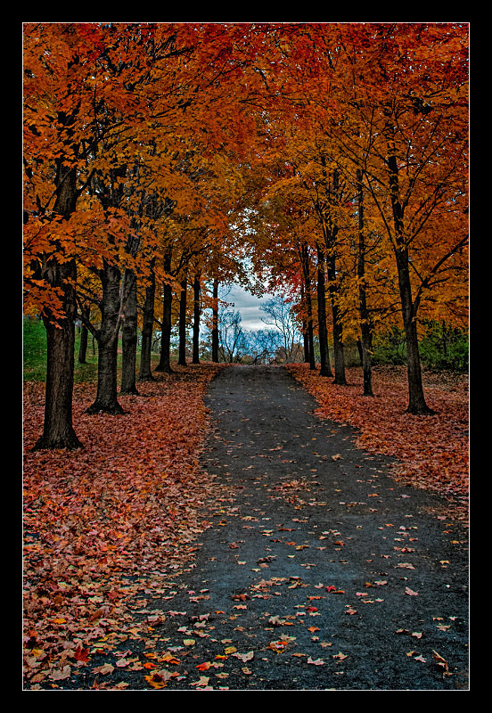 Country Lane - Landscapes