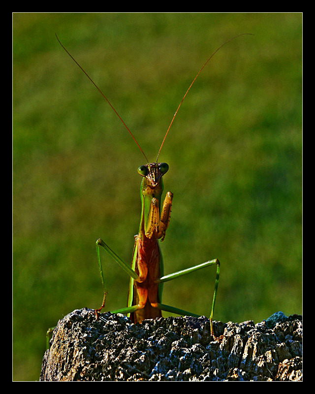 Howdy! - Nature