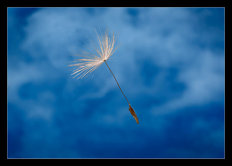 Wish - Nature