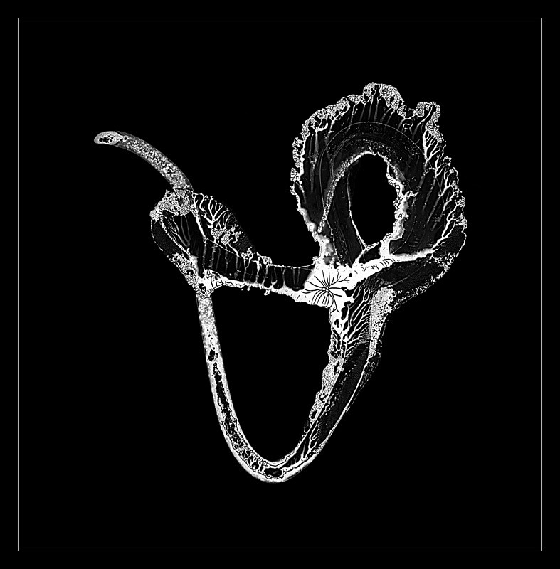 Hanging On - Cliché Verre Images