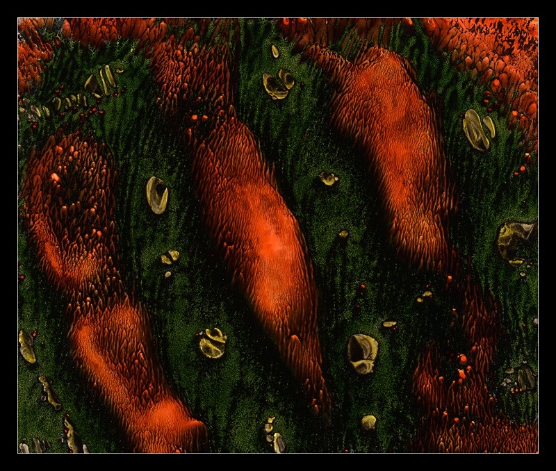 Digits - Cliché Verre Images