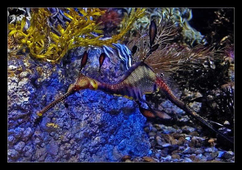 Spotted Seahorse - Nature