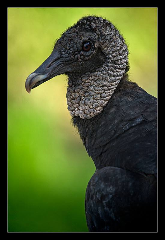 American Black Vulture - Nature
