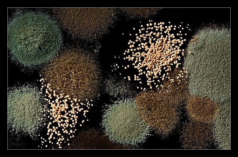 Spores - Nature