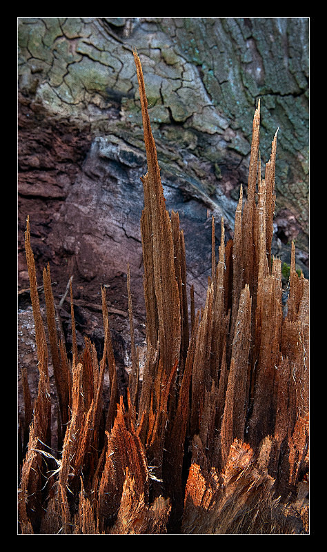 Wood Shreds - Details