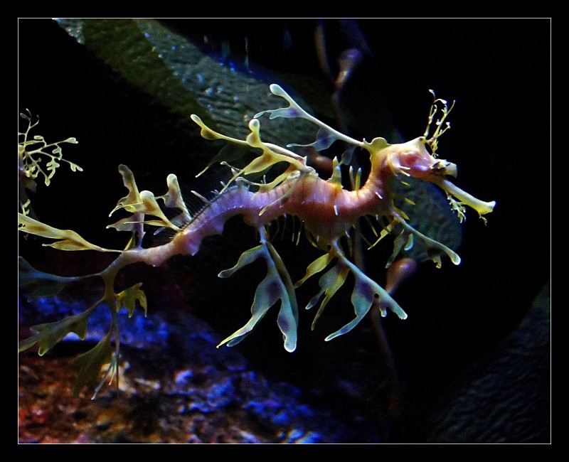 Fairy Seahorse - Nature