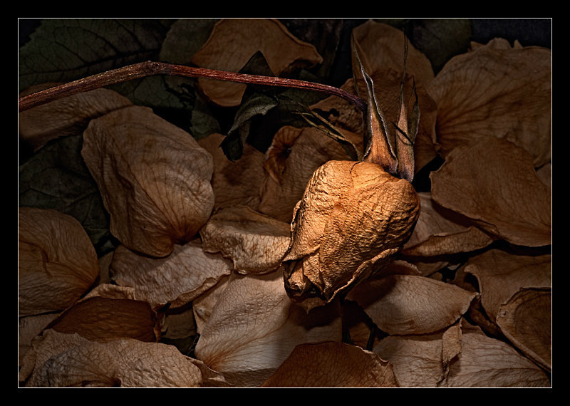 Now I lay me down to sleep - Nature