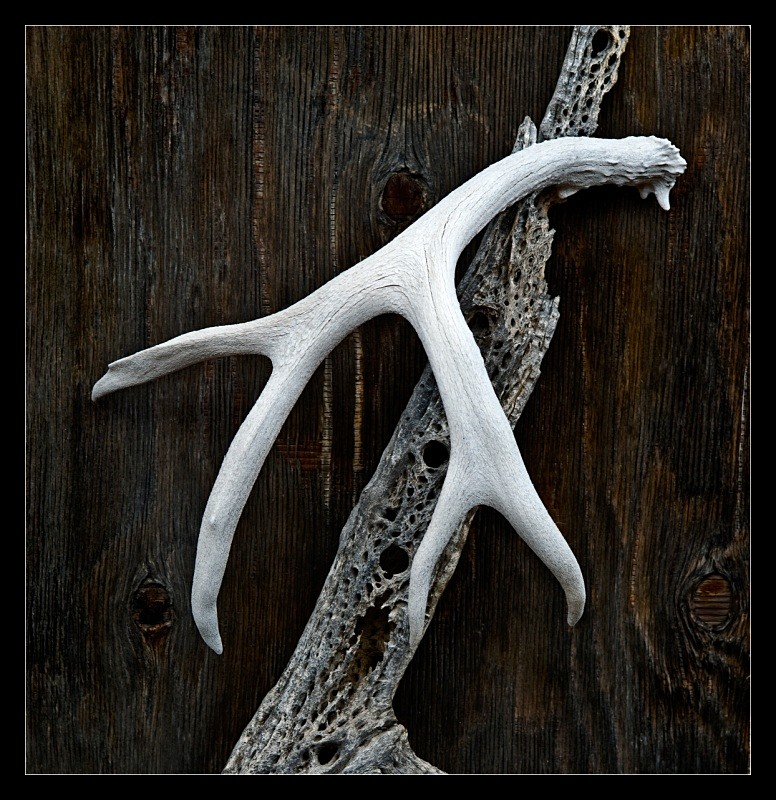 Nature's Contrast - Details