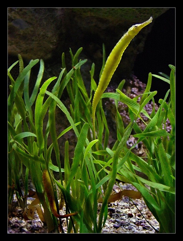 Yellow Seahorse - Nature