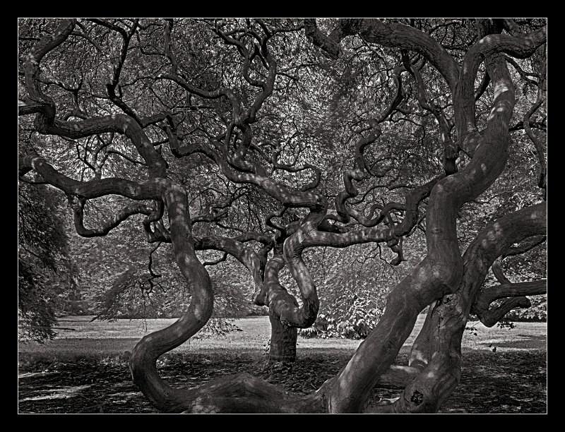 Tree of Life - Nature