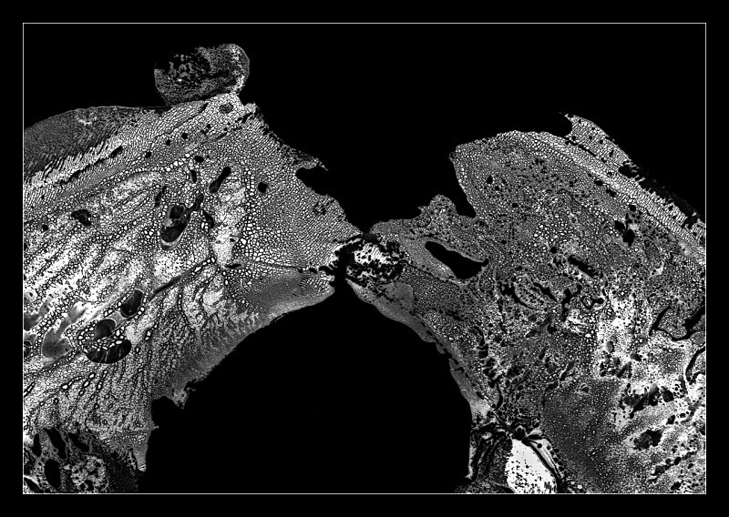 The Kiss - Cliché Verre Images