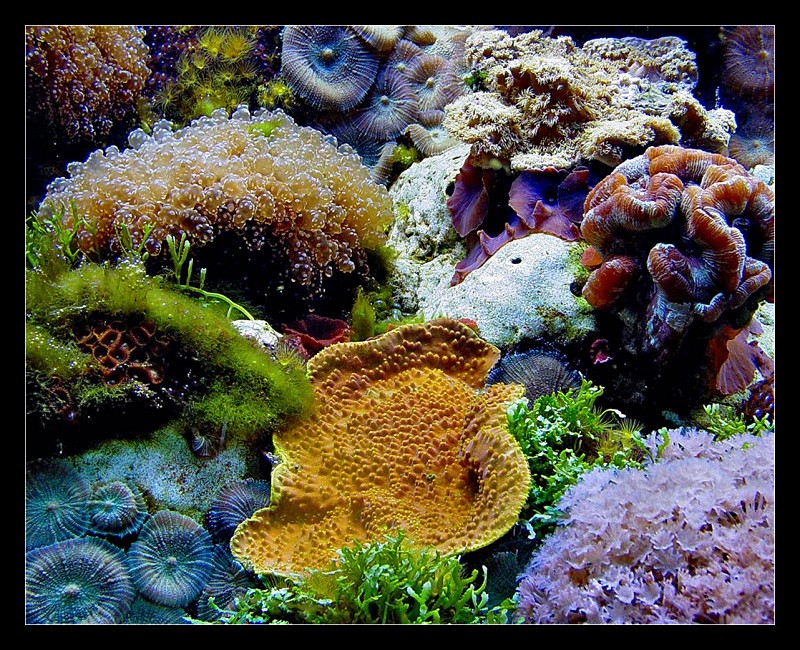 Underwater Landscape - Nature