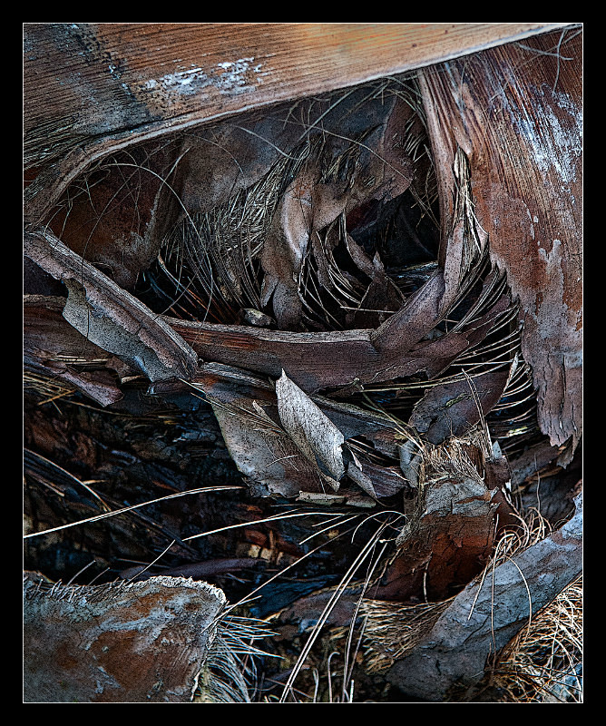 The Abyss - Nature