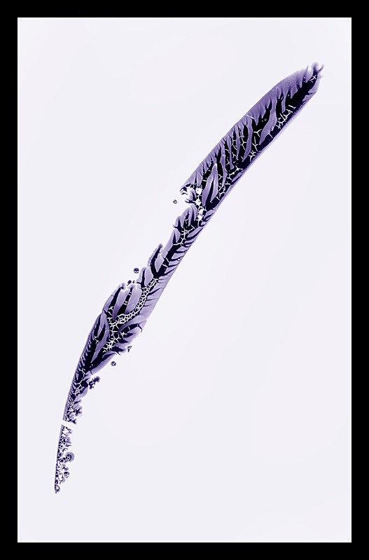 Quill - Cliché Verre Images