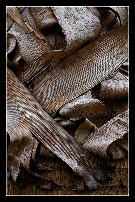 Paper Bark - Nature
