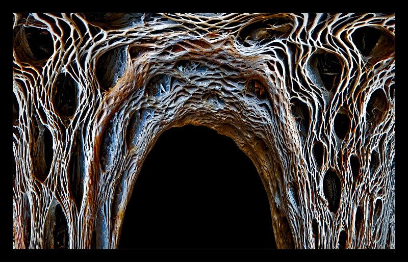 Bone Density - Nature