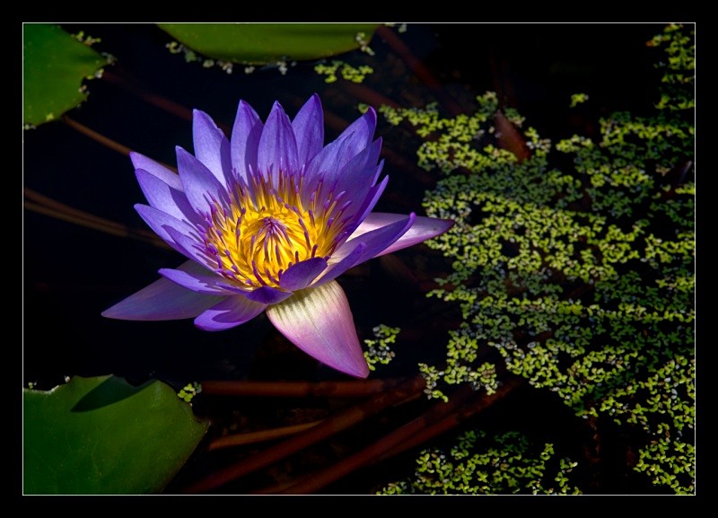 Purple Radiance - Nature