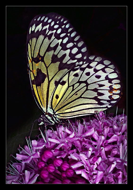 Luminous - Nature
