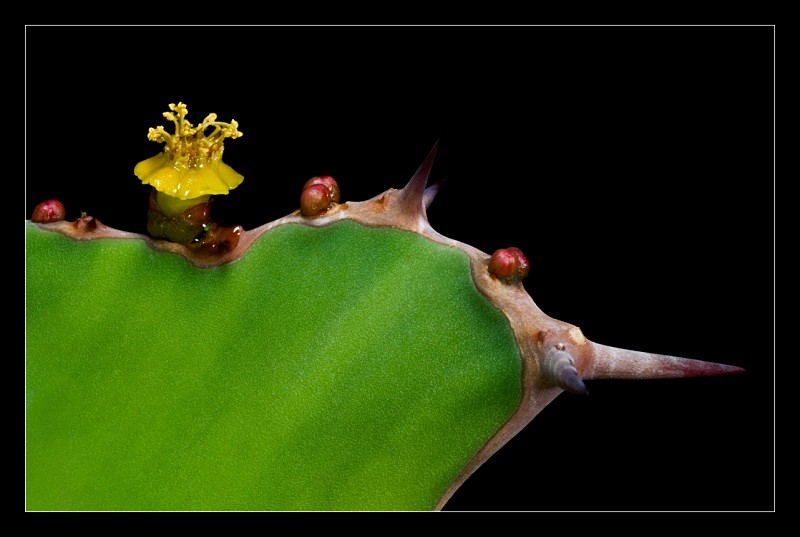 Tiny Cactus Flower - Nature