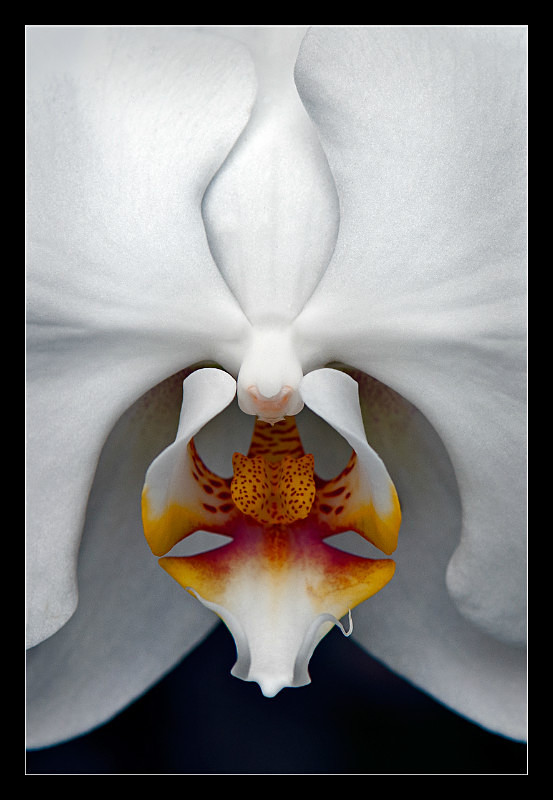 Birth of an Angel - Nature