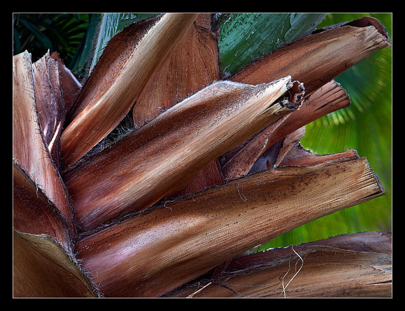 Cut Fronds - Nature