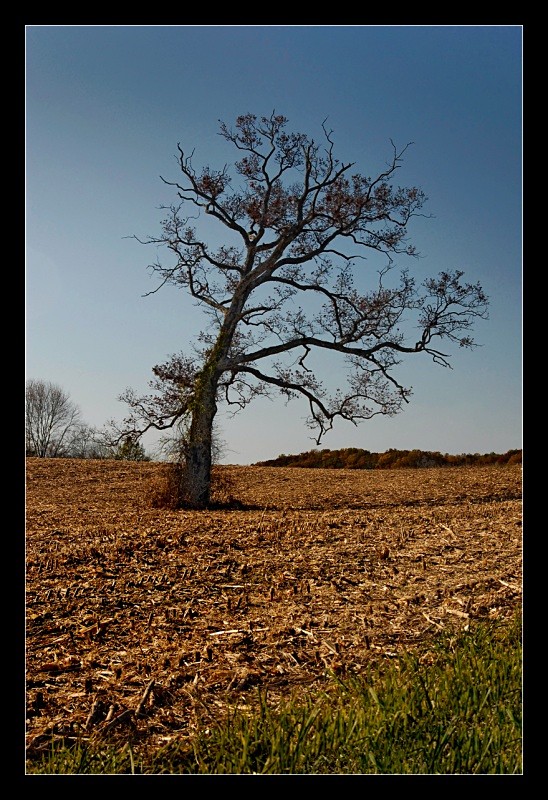 Cornfield Tree - Landscapes