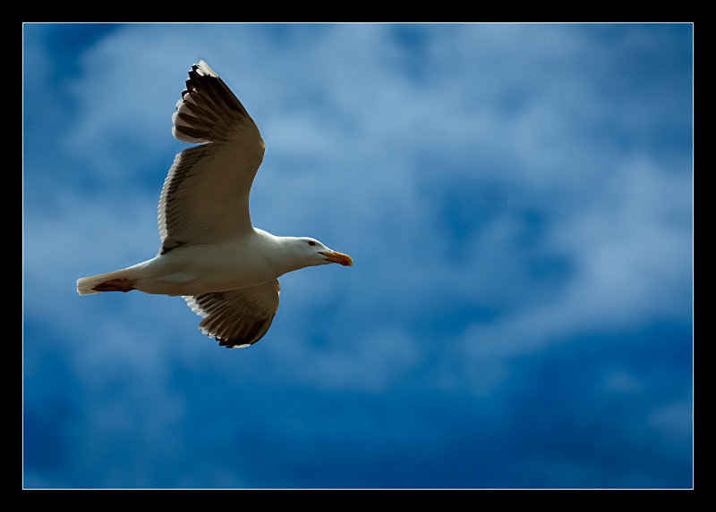 Riding Currents - Nature