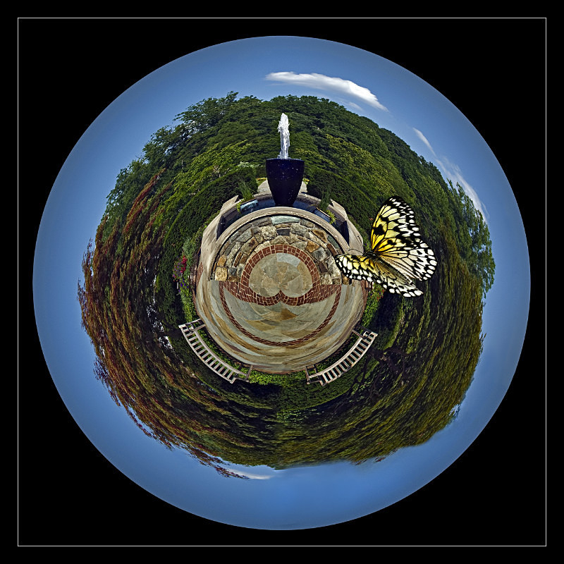 Chasing Butterflies - Nature
