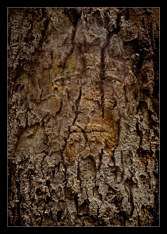 Bark Spirit - Details