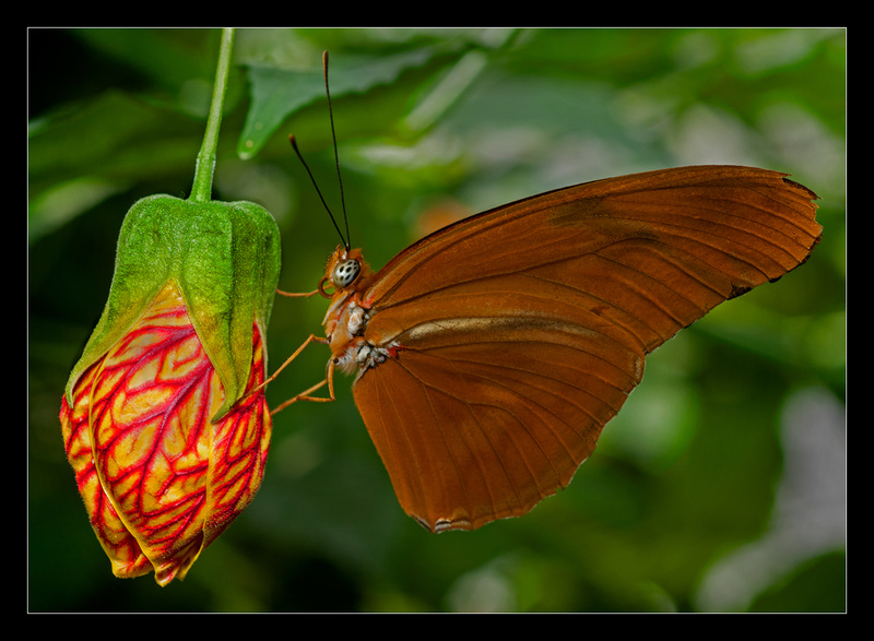 Julia Longwing Butterfly - Nature