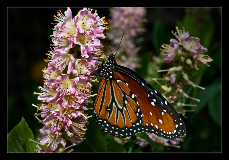 Queen Butterfly - Nature