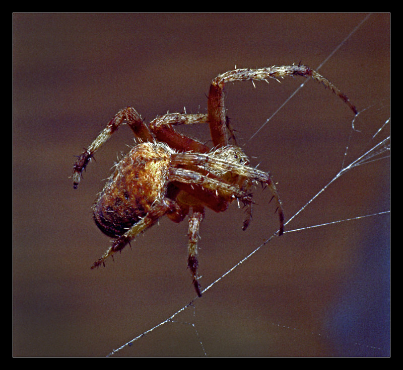 Brown Spider - Nature