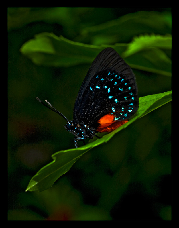 Atala Butterfly - Nature