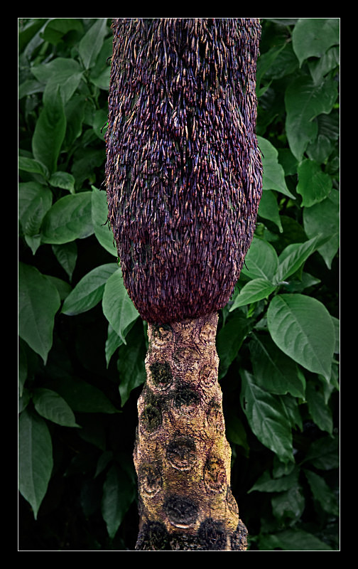 Palm Tree Trunk - Nature