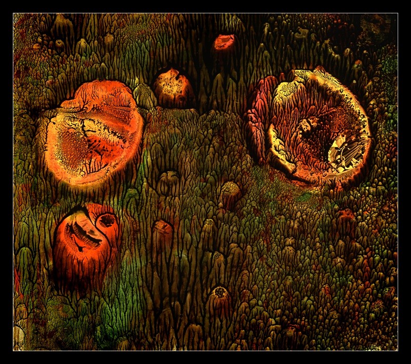 Forest Garden - Cliché Verre Images