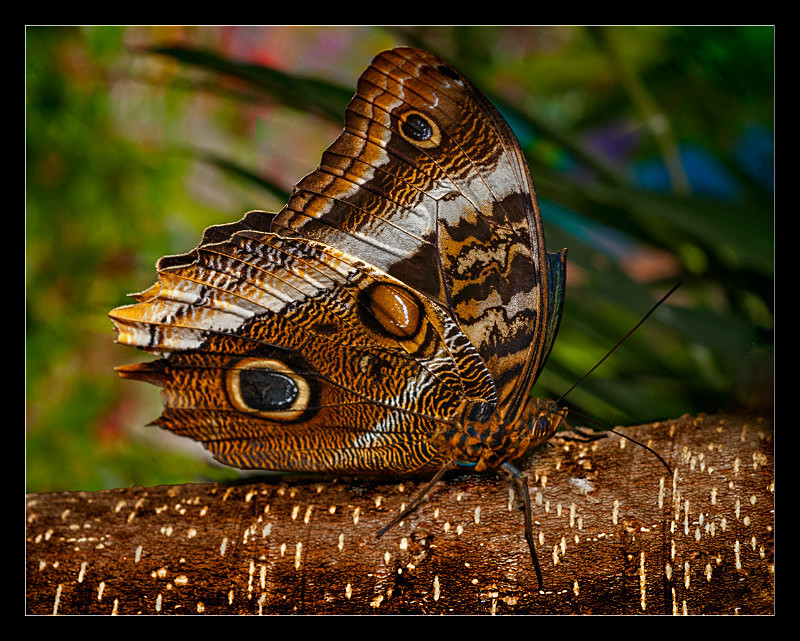 Mournful Owl Butterfly - Nature