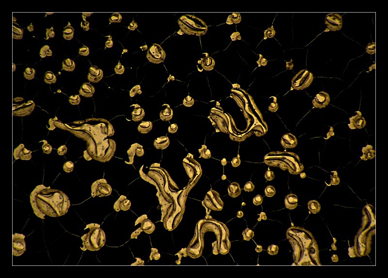 Neurons - Cliché Verre Images