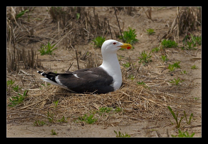 Nesting Gull - Nature