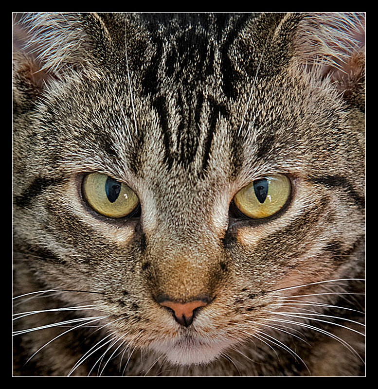 Look Into My Eyes - Nature