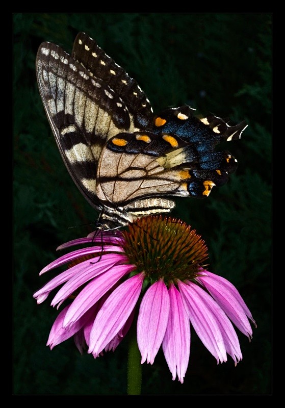 Monarch - Nature