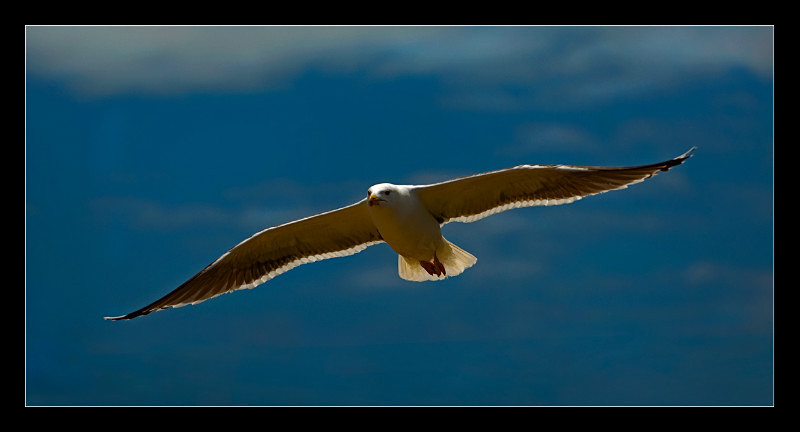 Cruising - Nature