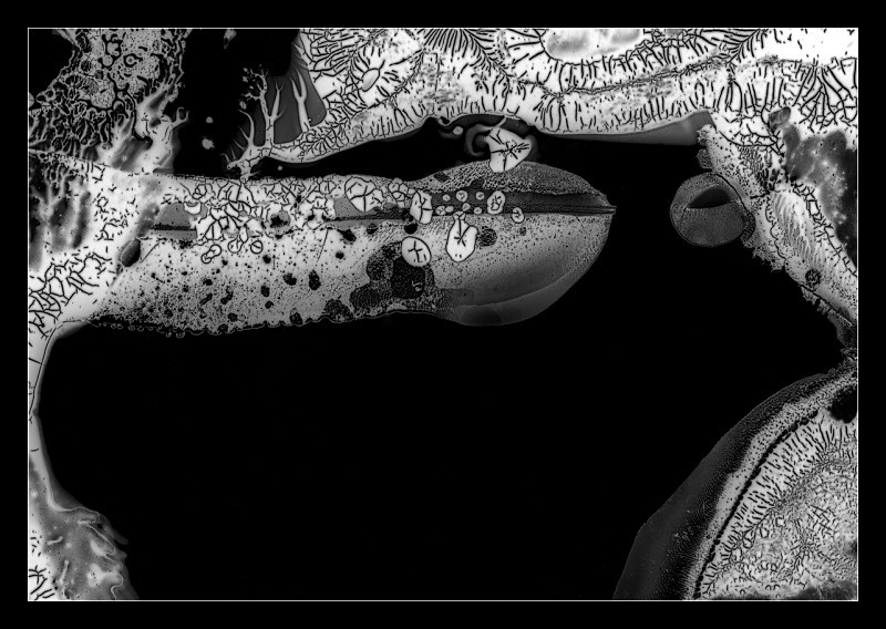 Coupling - Cliché Verre Images