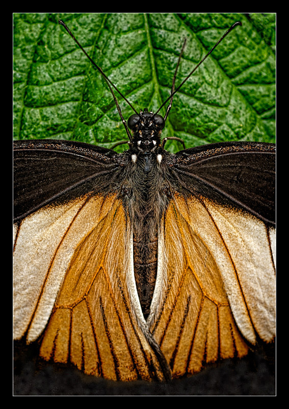 Doris Longwing Butterfly - Nature