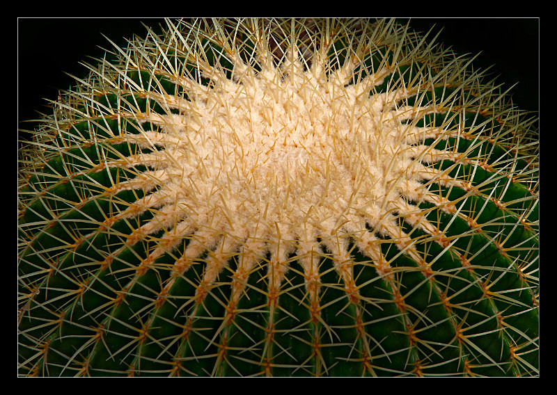 Cactus Planet - Nature