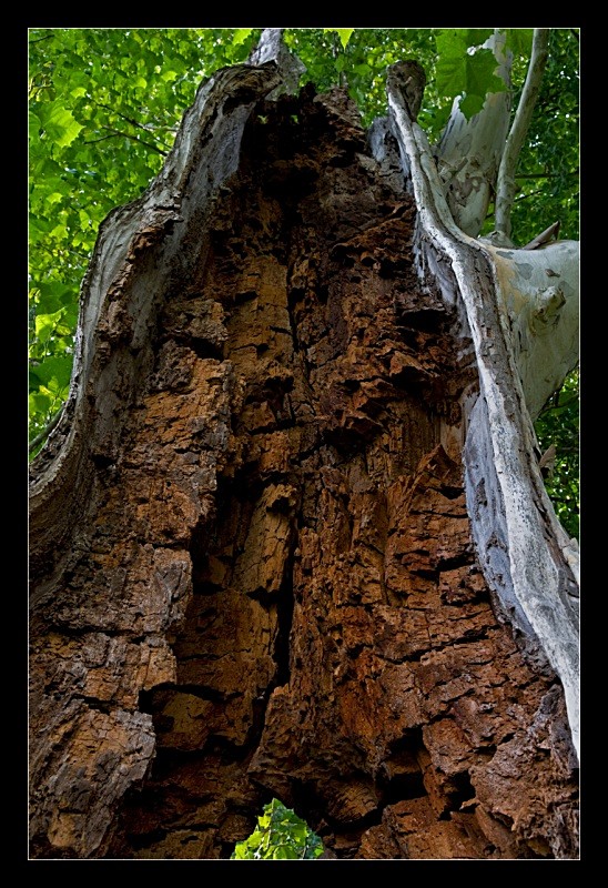 Lady of the Forest - Nature