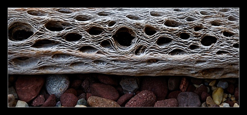 Wood Skeleton - Nature