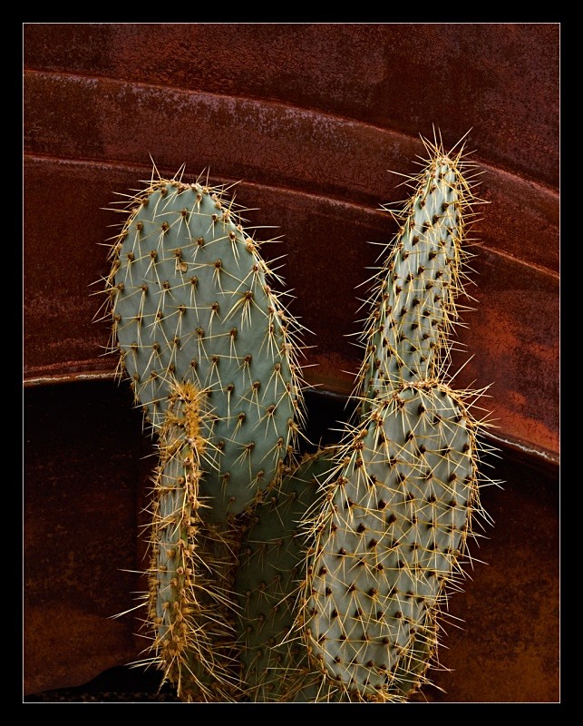 Cactus and Rust - Vehicles