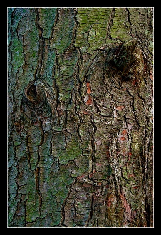 Bark - Nature
